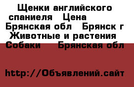 Щенки английского спаниеля › Цена ­ 2 000 - Брянская обл., Брянск г. Животные и растения » Собаки   . Брянская обл.